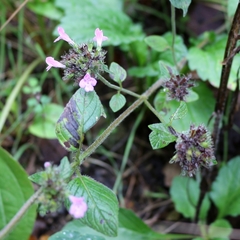 Clinopodium caucasicum