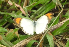 Colotis etrida