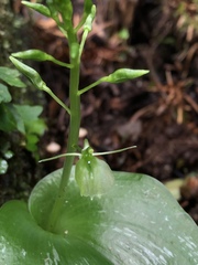 Liparis cordifolia