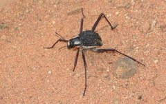 Stenocara gracilipes