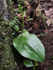 Liparis cordifolia