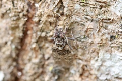 Cairnsimyia