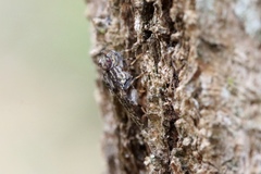 Cairnsimyia