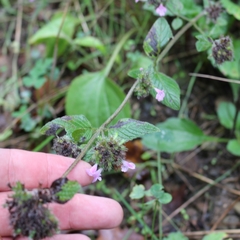 Clinopodium caucasicum