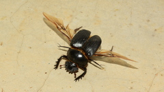 Escarabaeus satyrus