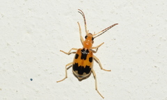 Brachinus nobilis