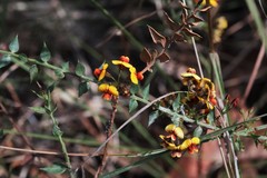 Daviesia umbellulata