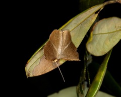 Plesiomorpha flaviceps