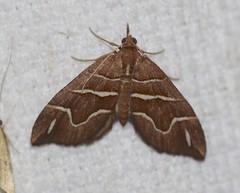 Chaetolopha leucophragma