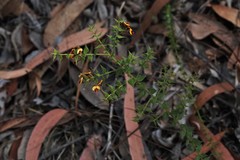 Daviesia umbellulata