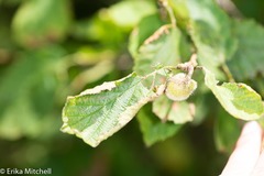 Dasineura serrulatae