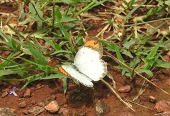 Colotis etrida