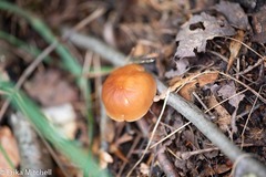 Gymnopilus dryophilus