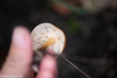 Gymnopilus dryophilus