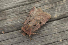 Chersotis rectangula