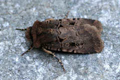 Chersotis rectangula