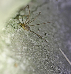 Opilio parietinus