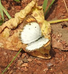 Colotis etrida