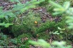 Entoloma salmoneum