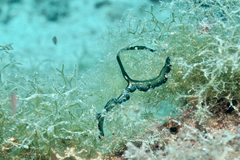 Bonellia viridis