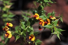 Daviesia umbellulata