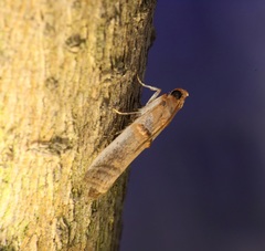 Hypargyria metalliferella