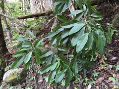 Turpinia ternata