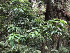 Turpinia ternata