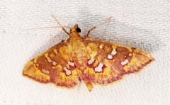 Ischnurges gratiosalis