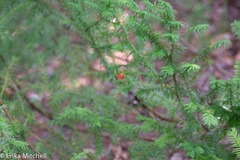 Taxus canadensis