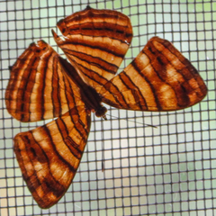 Chersonesia intermedia