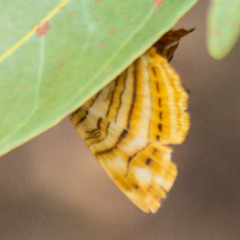 Chersonesia intermedia