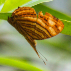 Chersonesia intermedia