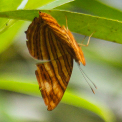 Chersonesia intermedia