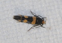 Limnaecia polycydista