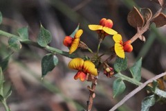 Daviesia umbellulata