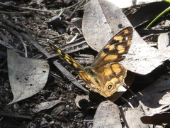 Heteronympha solandri