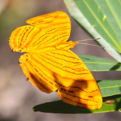 Chersonesia intermedia