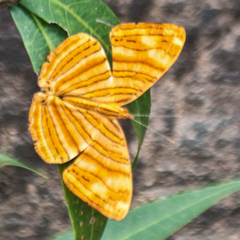 Chersonesia intermedia
