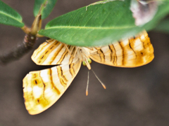 Chersonesia intermedia