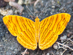 Chersonesia intermedia
