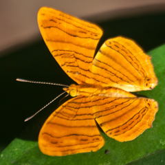 Chersonesia intermedia