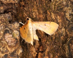 Herpetogramma basalis
