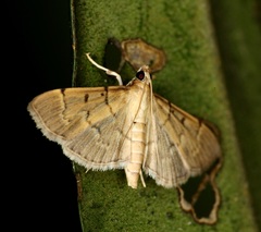 Herpetogramma rudis