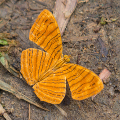 Chersonesia intermedia