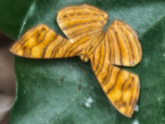 Chersonesia intermedia