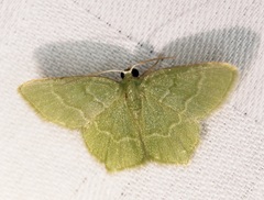 Idiochlora minuscula