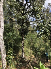 Eschweilera antioquensis