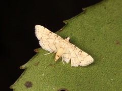 Lamprosema tampiusalis