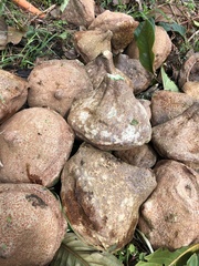 Eschweilera antioquensis